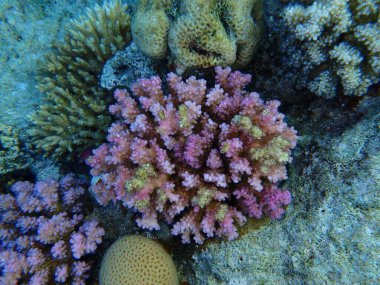 Rasp coral or cauliflower coral, knob-horned coral (Pocillopora verrucosa) undersea, Red Sea, Egypt, Sharm El Sheikh, Montazah Bay clipart