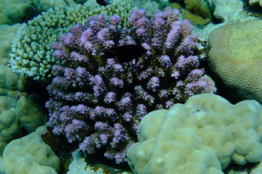 Rasp coral or cauliflower coral, knob-horned coral (Pocillopora verrucosa) undersea, Red Sea, Egypt, Sharm El Sheikh, Montazah Bay clipart