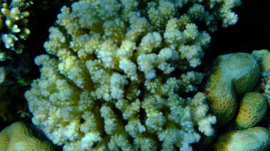 Rasp coral or cauliflower coral, knob-horned coral (Pocillopora verrucosa) undersea, Red Sea, Egypt, Sharm El Sheikh, Montazah Bay clipart