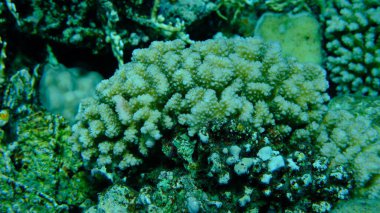 Rasp mercanı veya karnabahar mercanı, tokmak boynuzlu mercan (Pocillopora verrucosa) deniz altı, Kızıl Deniz, Mısır, Sharm El Sheikh, Montazah Körfezi