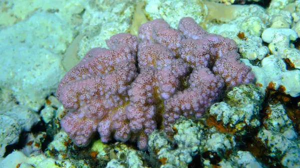 Rasp mercanı veya karnabahar mercanı, tokmak boynuzlu mercan (Pocillopora verrucosa) deniz altı, Kızıl Deniz, Mısır, Sharm El Sheikh, Montazah Körfezi