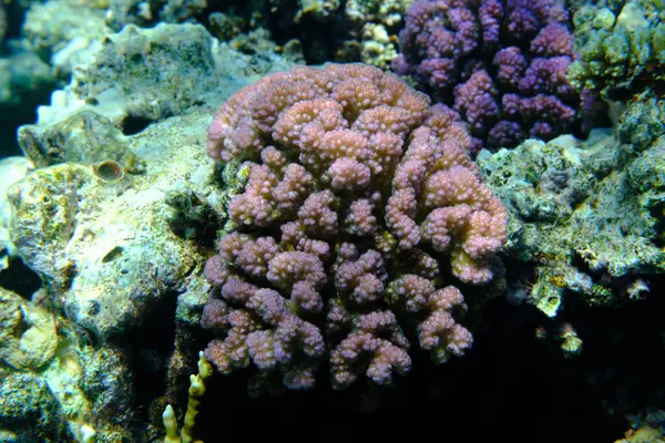 Rasp mercanı veya karnabahar mercanı, tokmak boynuzlu mercan (Pocillopora verrucosa) deniz altı, Kızıl Deniz, Mısır, Sharm El Sheikh, Montazah Körfezi