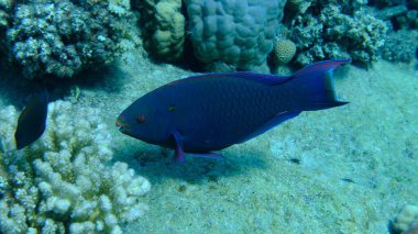 Dusky papağan balığı (Scarus niger) denizaltı, Kızıl Deniz, Mısır, Sharm El Sheikh, Montazah Körfezi