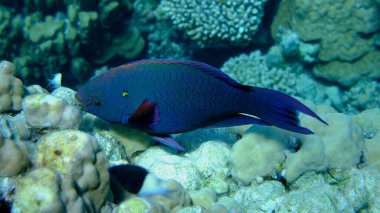 Dusky papağan balığı (Scarus niger) denizaltı, Kızıl Deniz, Mısır, Sharm El Sheikh, Montazah Körfezi