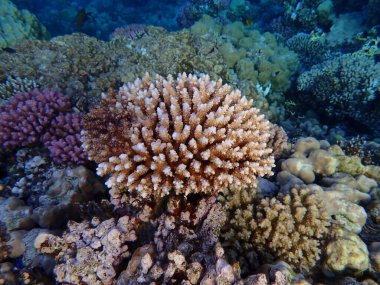 Deniz altı mercan resifi manzarası, Kızıl Deniz, Mısır, Sharm El Sheikh, Montazah Körfezi