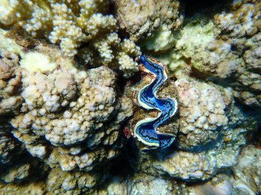 Büyük deniz tarağı (Tridacna maxima) denizaltı, Kızıl Deniz, Mısır, Sharm El Sheikh, Montazah Körfezi