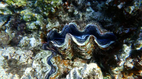 Büyük deniz tarağı (Tridacna maxima) denizaltı, Kızıl Deniz, Mısır, Sharm El Sheikh, Montazah Körfezi