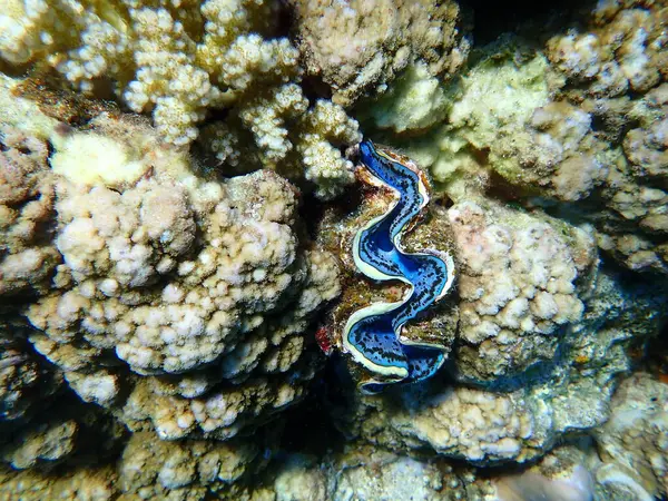 Büyük deniz tarağı (Tridacna maxima) denizaltı, Kızıl Deniz, Mısır, Sharm El Sheikh, Montazah Körfezi