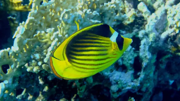 Çizgili kelebek ya da çapraz kelebek balığı (Chaetodon fasciatus) denizaltı, Kızıl Deniz, Mısır, Sharm El Sheikh, Montazah Körfezi