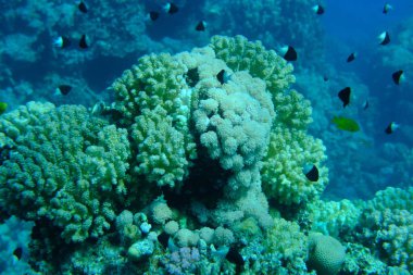 Rasp mercanı veya karnabahar mercanı, tokmak boynuzlu mercan (Pocillopora verrucosa) ve puls mercanı (Xenia umbellata) deniz altı, Kızıldeniz, Mısır, Sharm El Sheikh, Montazah Körfezi