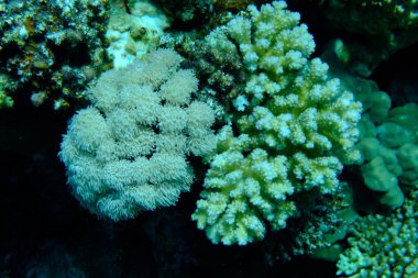 Rasp mercanı veya karnabahar mercanı, tokmak boynuzlu mercan (Pocillopora verrucosa) ve puls mercanı (Xenia umbellata) deniz altı, Kızıldeniz, Mısır, Sharm El Sheikh, Montazah Körfezi