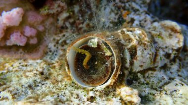 Büyük solucan salyangozu veya büyük solucan kabuğu (Ceraesignum maksimum) aşırı yakın çekim denizaltı, Kızıl Deniz, Mısır, Sharm El Sheikh, Montazah Körfezi