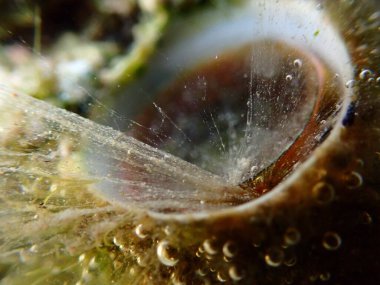 Great wormsnail or great worm shell (Ceraesignum maximum) extreme close-up undersea, Red Sea, Egypt, Sharm El Sheikh, Montazah Bay clipart