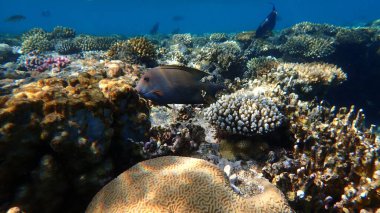 Çizgili cerrah balığı (Ctenochaetus striatus) denizaltı, Kızıl Deniz, Mısır, Sharm El Sheikh, Montazah Körfezi