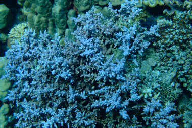 Taşlı mercan Akropora karesi denizaltı, Kızıl Deniz, Mısır, Sharm El Sheikh, Montazah Körfezi