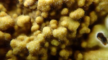 Çarşaf ateş mercanı veya bıçak mercanı (Millepora platyphylla) aşırı yakın çekim denizaltı, Kızıl Deniz, Mısır, Sharm El Sheikh, Montazah Körfezi