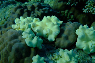 Sarı deri mercan (Sarcophyton elegans) ve parmak mercan (Porites sp.). Denizaltı, Kızıldeniz, Mısır, Sharm El Sheikh, Montazah Körfezi