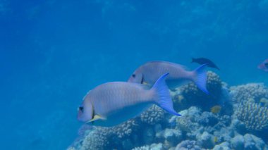 Candelamoa parrotfish or longnose parrotfish (Hipposcarus harid) undersea, Red Sea, Egypt, Sharm El Sheikh, Montazah Bay clipart