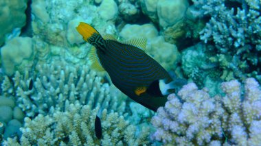 Turuncu çizgili tetik balığı (Balistapus undulatus) denizaltı, Kızıl Deniz, Mısır, Sharm El Sheikh, Montazah Körfezi