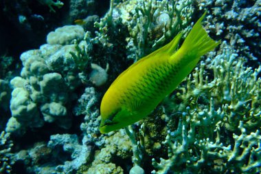 Slingjaw wrasse (Epibulus insidiator) female undersea, Red Sea, Egypt, Sharm El Sheikh, Montazah Bay clipart