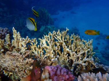 Ateş mercanı (Millepora dichotoma) denizaltı, Kızıl Deniz, Mısır, Sharm El Sheikh, Montazah Körfezi