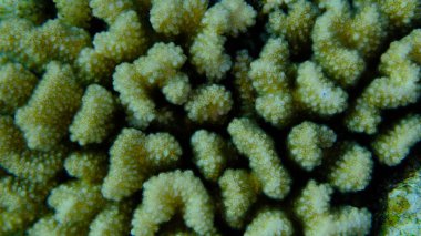 Rasp mercanı veya karnabahar mercanı, tokmak boynuzlu mercan (Pocillopora verrucosa) deniz altı, Kızıl Deniz, Mısır, Sharm El Sheikh, Montazah Körfezi