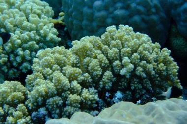 Rasp coral or cauliflower coral, knob-horned coral (Pocillopora verrucosa) undersea, Red Sea, Egypt, Sharm El Sheikh, Montazah Bay clipart