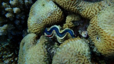 Lesser valley coral (Platygyra lamellina) and maxima clam (Tridacna maxima) undersea, Red Sea, Egypt, Sharm El Sheikh, Montazah Bay clipart