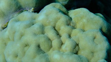 Hump mercanı (Porites lobata) denizaltı, Kızıl Deniz, Mısır, Sharm El Sheikh, Montazah Körfezi