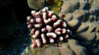 Başlıklı mercan (Stylophora pistillata) denizaltı, Kızıldeniz, Mısır, Sharm El Sheikh, Montazah Körfezi