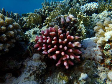 Başlıklı mercan (Stylophora pistillata) denizaltı, Kızıldeniz, Mısır, Sharm El Sheikh, Montazah Körfezi
