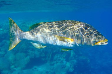 Yellowlip imparatoru (Lethrinus xanthochilus) denizaltı, Kızıl Deniz, Mısır, Sharm El Sheikh, Montazah Körfezi