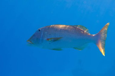 Yellowlip imparatoru (Lethrinus xanthochilus) denizaltı, Kızıl Deniz, Mısır, Sharm El Sheikh, Montazah Körfezi