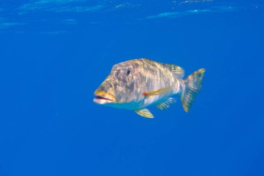 Yellowlip imparatoru (Lethrinus xanthochilus) denizaltı, Kızıl Deniz, Mısır, Sharm El Sheikh, Montazah Körfezi