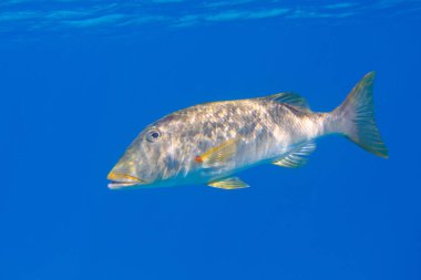 Yellowlip imparatoru (Lethrinus xanthochilus) denizaltı, Kızıl Deniz, Mısır, Sharm El Sheikh, Montazah Körfezi