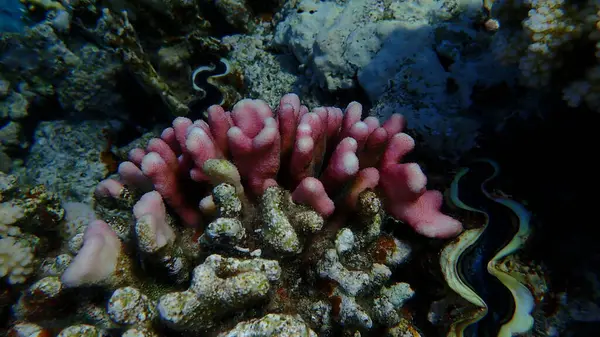Başlıklı mercan (Stylophora pistillata) denizaltı, Kızıldeniz, Mısır, Sharm El Sheikh, Montazah Körfezi