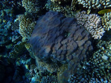 Hump mercanı (Porites sp.) Denizaltı, Kızıldeniz, Mısır, Sharm El Sheikh, Montazah Körfezi