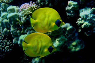 Maskeli kelebekler (Chaetodon semilarvatus) denizaltı, Kızıl Deniz, Mısır, Sharm El Sheikh, Montazah Körfezi