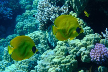 Maskeli kelebekler (Chaetodon semilarvatus) denizaltı, Kızıl Deniz, Mısır, Sharm El Sheikh, Montazah Körfezi