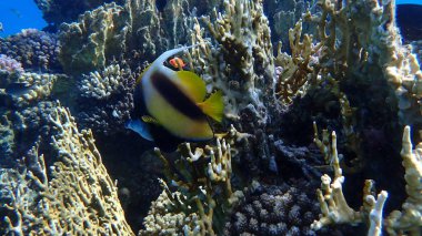 Kızıldeniz sancak balığı (Heniochus intermedius) denizaltı, Kızıl Deniz, Mısır, Sharm El Sheikh, Montazah Körfezi