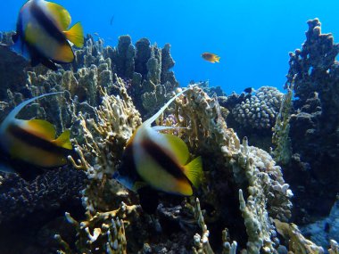 Kızıldeniz sancak balığı (Heniochus intermedius) denizaltı, Kızıl Deniz, Mısır, Sharm El Sheikh, Montazah Körfezi