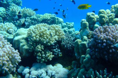 Deniz altı mercan resifi manzarası, Kızıl Deniz, Mısır, Sharm El Sheikh, Montazah Körfezi