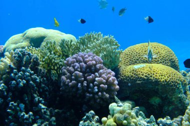 Deniz altı mercan resifi manzarası, Kızıl Deniz, Mısır, Sharm El Sheikh, Montazah Körfezi