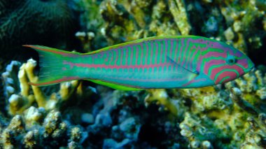 Klunzinger wrasse veya Ruppell wrasse (Thalassoma rueppellii) denizaltı, Kızıl Deniz, Mısır, Sharm El Sheikh, Montazah Körfezi