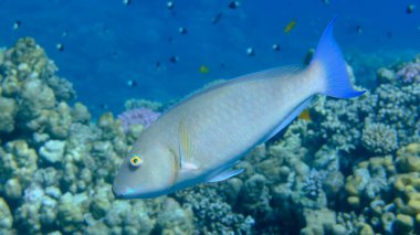 Candelamoa parrotfish or longnose parrotfish (Hipposcarus harid) undersea, Red Sea, Egypt, Sharm El Sheikh, Montazah Bay clipart