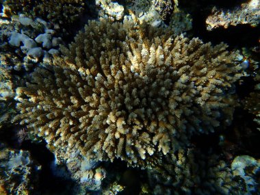 Taşlı mercan Akropora lamarcki denizaltı, Kızıl Deniz, Mısır, Sharm El Sheikh, Montazah Körfezi