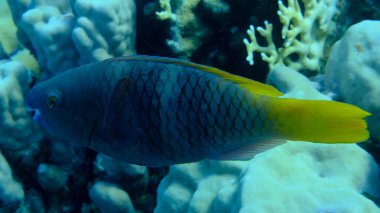 Paslı papağan balığı (Scarus ferrugineus) kadın denizaltı, Kızıl Deniz, Mısır, Sharm El Sheikh, Montazah Körfezi