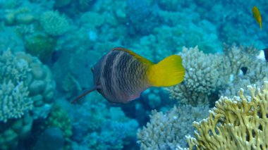 Rusty parrotfish (Scarus ferrugineus) female undersea, Red Sea, Egypt, Sharm El Sheikh, Montazah Bay clipart