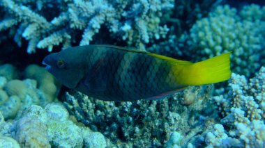 Paslı papağan balığı (Scarus ferrugineus) kadın denizaltı, Kızıl Deniz, Mısır, Sharm El Sheikh, Montazah Körfezi