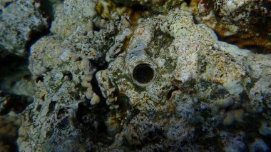 Büyük solucan salyangozu veya büyük solucan kabuğu (Ceraesignum maksimum) denizaltı, Kızıldeniz, Mısır, Sharm El Sheikh, Montazah Körfezi